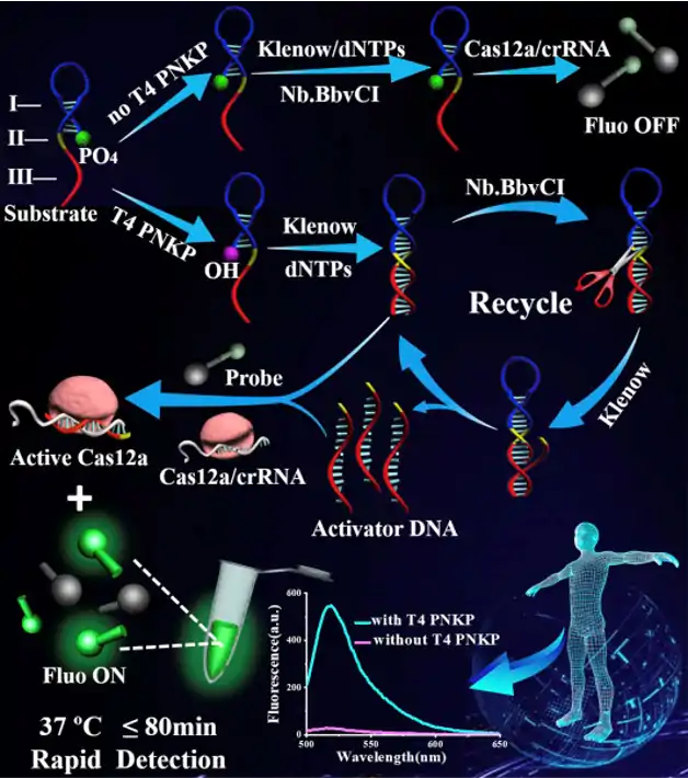 Schematic of CRISPR/Cas12a-based biosensing platform for sensitive and rapid detection of PNKP activity.