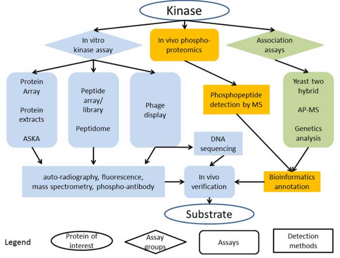 High throughput strategies to identify kinase substrates.