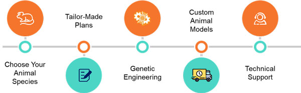 Service Workflow of Animal Models for Studying Phosphorylation Events – Creative BioMart